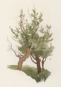 Arbres : Le saule - William Henry James (after) Boot