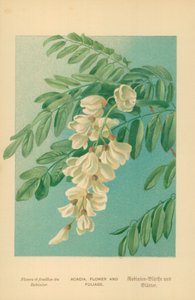 Acacia, Fleur et Feuillage