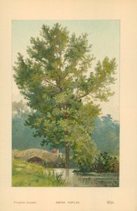 Peuplier tremble - William Henry James Boot