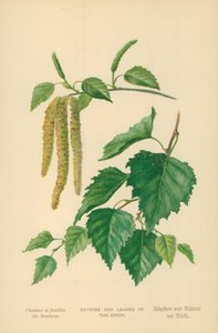 Chatons et feuilles de bouleau