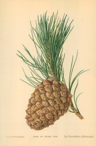 Cône de pin parasol - William Henry James Boot