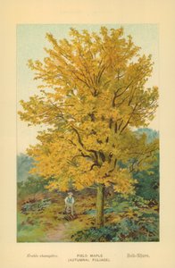 Érable champêtre (Feuillage automnal)