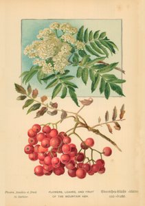 Fleurs, Feuilles et Fruits du Sorbier des Montagnes
