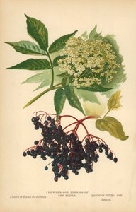 Fleurs et baies de sureau