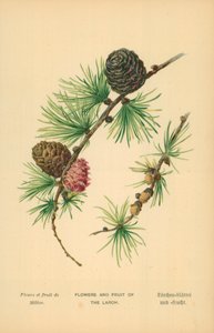 Fleurs et fruits du mélèze - William Henry James Boot
