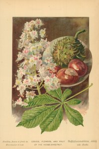 Feuilles, Fleurs et Fruits du Marronnier - William Henry James Boot