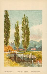 Peuplier de Lombardie - William Henry James Boot