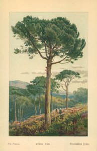 Pin parasol - William Henry James Boot