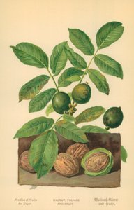 Noyer, feuillage et fruit - William Henry James Boot