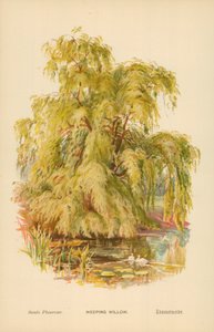 Saule pleureur - William Henry James Boot