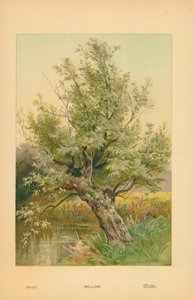 Saule - William Henry James Boot