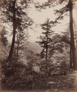 Vue de la falaise, à travers les arbres, vers 1895 (photo) 1895 (photo)