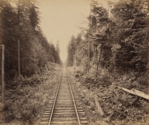 Forêt de la Ciguë, c. 1895 (photo) - William Herman Rau