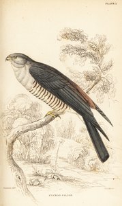 Busautour à tête grise ou faucon coucou, Aviceda cuculoides - William Home Lizars