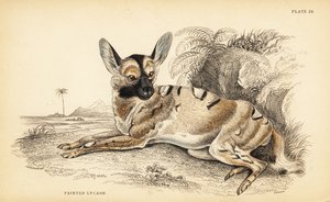 Lycaon, Lycaon pictus, en danger - William Home Lizars