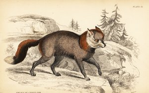 Renard croisé américain, Vulpes vulpes - William Home Lizars