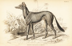 Lévrier arabe, Canis lupus familiaris - William Home Lizars