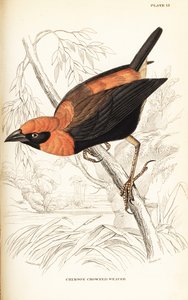 Euplecte à ailes noires, Euplectes hordeaceus (Tisserin à couronne cramoisie, Euplectes flammiceps)
