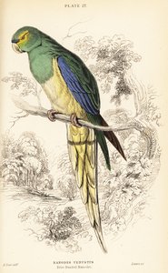 Perruche à ailes bleues, Neophema chrysostoma - William Home Lizars