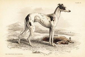 Lévrier britannique, Canis lupus familiaris (Canis leporarius)