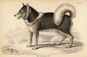 Chien esquimau canadien ou qimmiq, Canis lupus familiaris