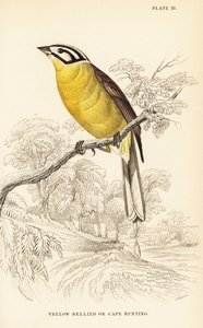 Bruant du Cap, Emberiza capensis (Bruant à ventre jaune, Fringillaria capensis)