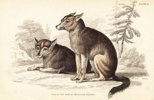 Coyote, Canis latrans - William Home Lizars