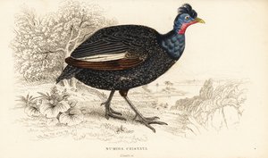 Pintade huppée, Guttera pucherani (Numida cristata)