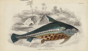 Doras Castaneo-Ventris