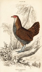 Poule de Sonnerat ou poule de jungle grise, Gallus sonneratii (Gallus sonnerati) - William Home Lizars