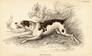 Chien de chasse, Canis lupus familiaris