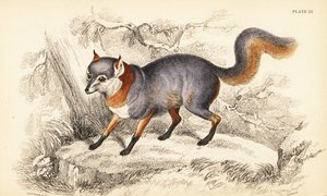 Renard gris, Urocyon cinereoargenteus
