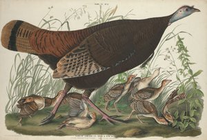Grande poule américaine et ses petits