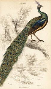 Paon vert, Pavo muticus