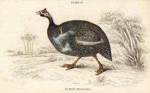 Pintade casquée, Numida meleagris