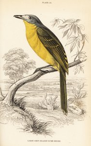 Pririt à tête grise, Chlorophoneus olivaceus (Grand pririt à tête grise, Malaconutus olivaceus)