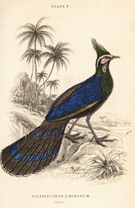 Paon-pheasant de Palawan, Polyplectron napoleonis