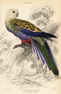 Perruche à tête pâle (palliceps), Platycercus adscitus palliceps - William Home Lizars