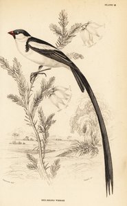 Veuve à queue épinglée, Vidua macroura (Veuve à bec rouge, Vidua erythrorhynchus) - William Home Lizars