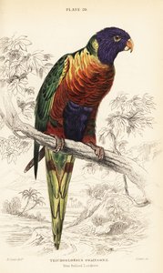 Loriquet arc-en-ciel, Trichoglossus moluccanus - William Home Lizars