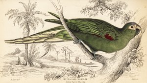 Ara à épaulettes rouges, Diopsittaca nobilis - William Home Lizars