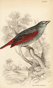 Pytilie à ailes rouges, Pytilia phoenicoptera (Bengali à ailes rouges, Pytilia phaenicoptera)