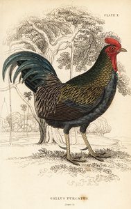 Coq bankiva, Gallus gallus javanicus - William Home Lizars