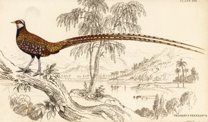 Faisan de Reeves, Syrmaticus reevesii