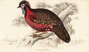 Tragopan satyre ou faisan cornu cramoisi, Tragopan satyra (Tragopan du Népal, Tragopan satyrus)