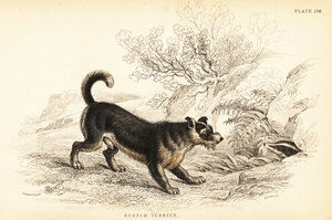 Terrier écossais ou terrier écossais, Canis lupus familiaris (Canis terrarius)