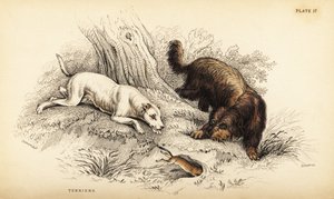 Terrier à poil lisse et terrier écossais ou à poil dur, Canis lupus familiaris (Canis terrarius) - William Home Lizars