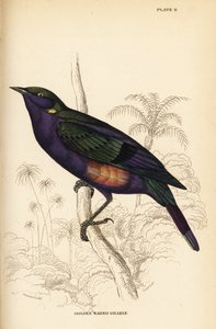 Choucador splendide (Sénégal), Lamprotornis splendidus chrysonotis (Grakle à oreilles dorées, Lamprotornis chrysonotis)