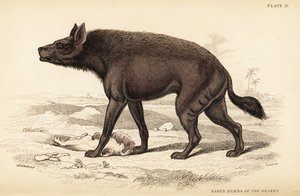Hyène rayée, Hyaena hyaena (Hyène nue du désert, Hyaena vulgaris)