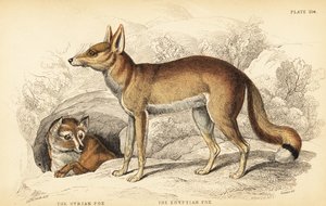 Renard syrien ou Taaleb, Vulpes thaleb (ou renard de Blanford, Vulpes cana?) et renard égyptien ou Sabora, Vulpes vulpes niloticus
